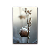 Snowflake Plant Flower Winter Nature Landscape Picture